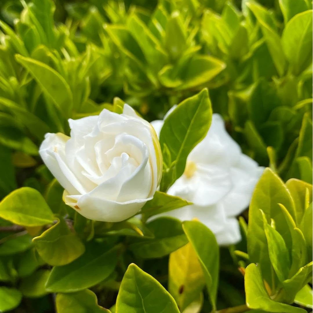 200 Gardenia Seeds Non-GMO Evergreen Fragrant White Blooms M156