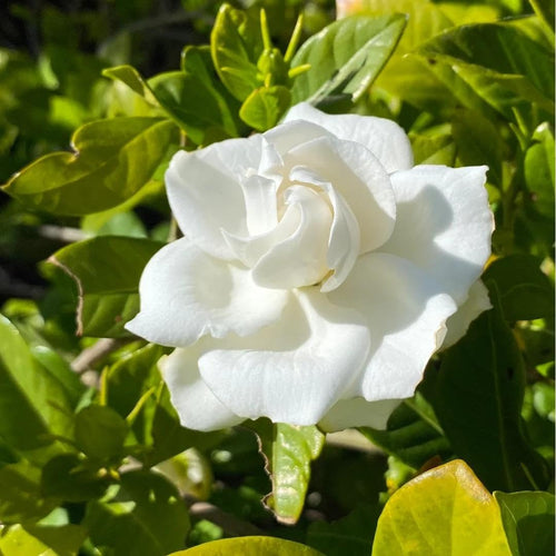 200 Gardenia Seeds Non-GMO Evergreen Fragrant White Blooms M156