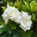 200 Gardenia Seeds Non-GMO Evergreen Fragrant White Blooms M156