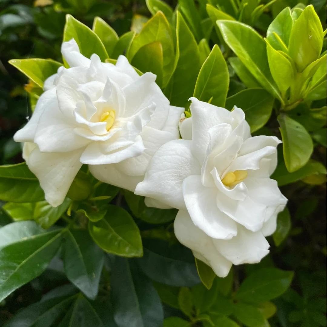 200 Gardenia Seeds Non-GMO Evergreen Fragrant White Blooms M156