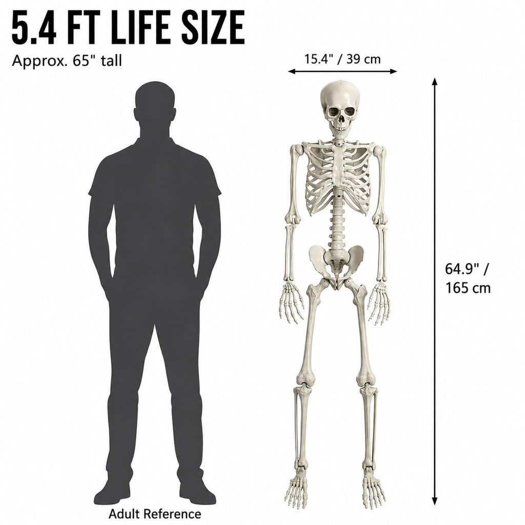 Life Size Full Body Skeleton Prop G5416