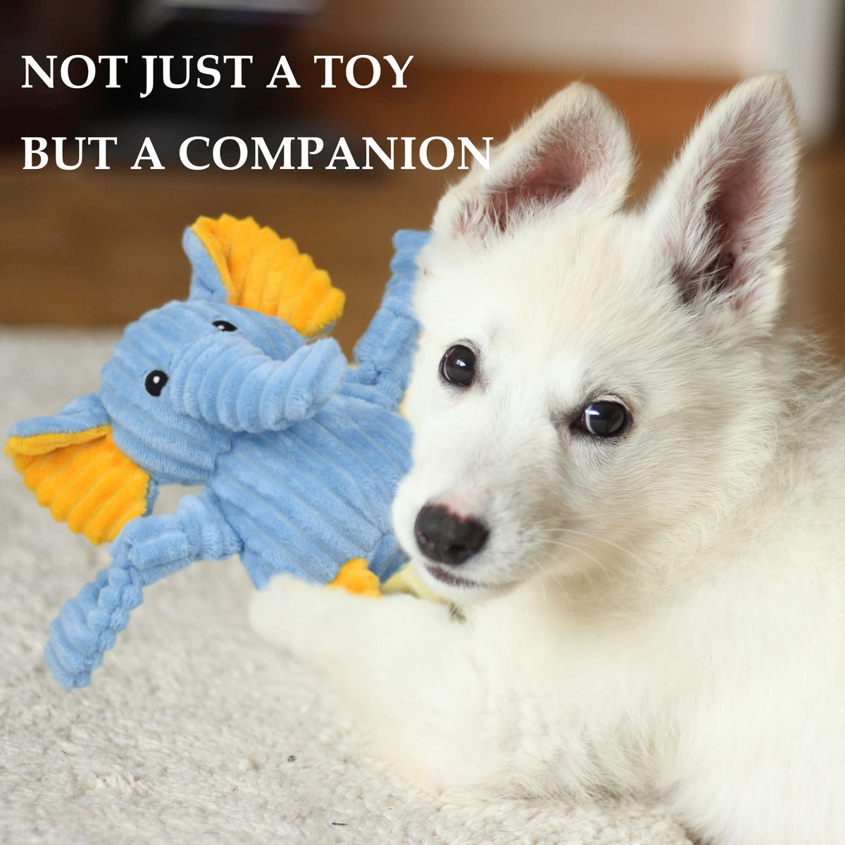 5 Pack Stuffed Squeaky Plush Dog Toys Y2574