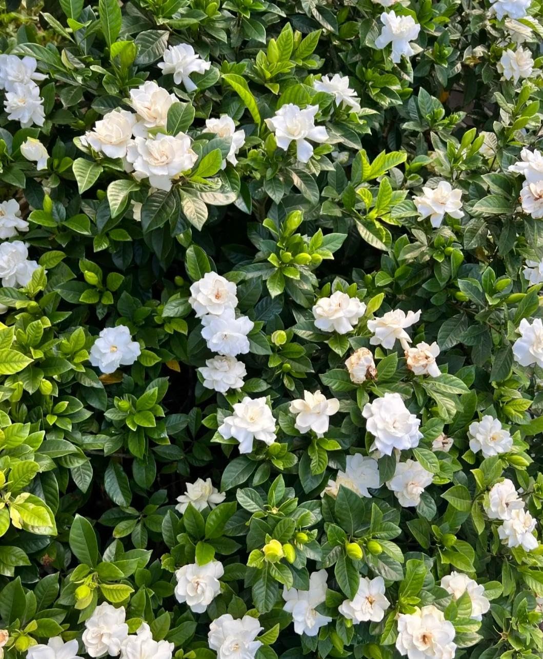 200 Gardenia Seeds Non-GMO Evergreen Fragrant White Blooms M156