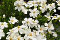 White Blooms Dwarf Evergreen Gardenia Shrub 2 Gallon Plant K777