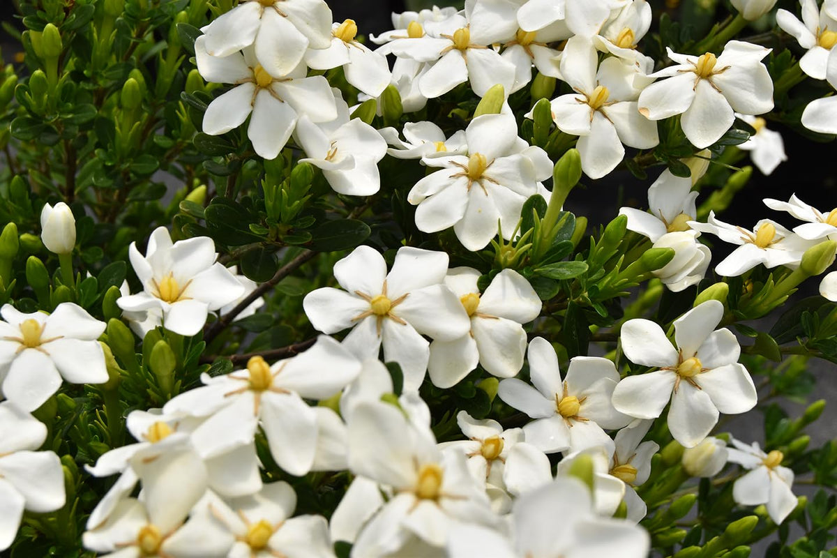 White Blooms Dwarf Evergreen Gardenia Shrub 2 Gallon Plant K777