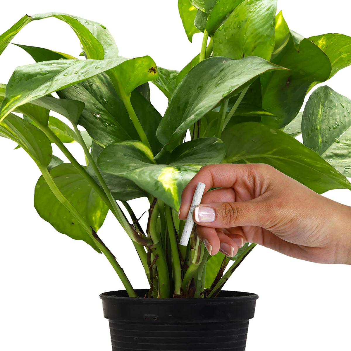 Plant Food Fertilizer Spikes 50 Count D51990