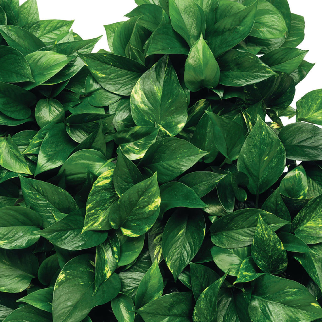 Plant Food Fertilizer Spikes 50 Count D51990